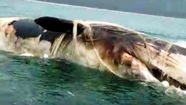 কক্সবাজারের হিমছড়ি সৈকতে ভাসছে মৃত নীল তিমি-ছবি: কক্সবাজার ভয়েস।